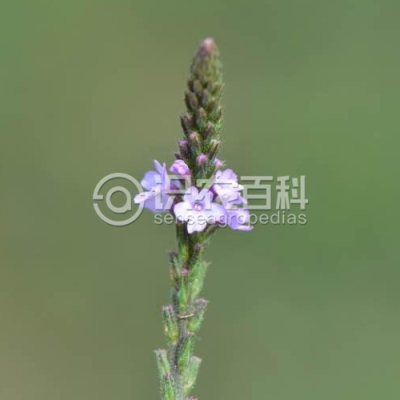 马鞭草