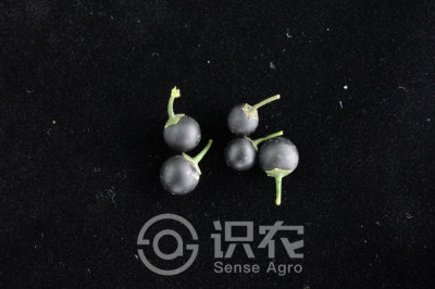 龙葵