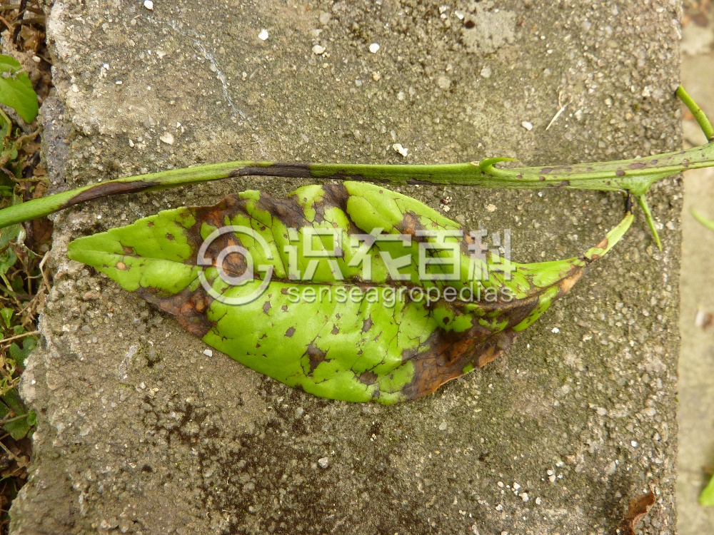 柑橘黄叶症状示例3