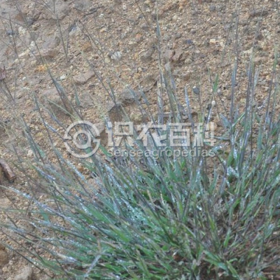 紫马唐