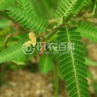 柑橘黄叶症状示例0
