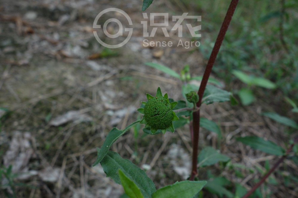 柑橘黄叶症状示例3