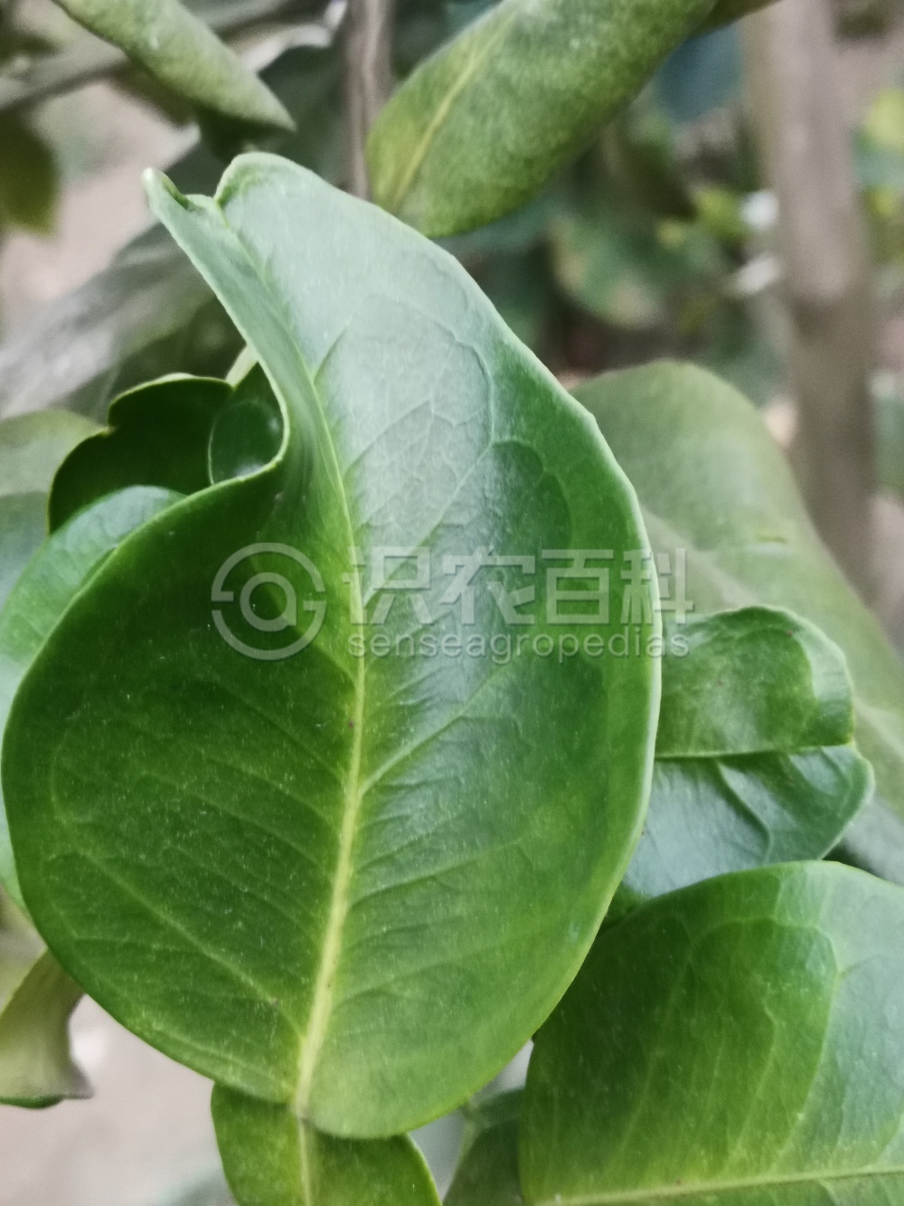 柑橘黄叶症状示例2