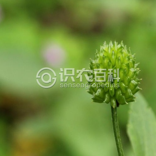 柑橘黄叶症状示例3