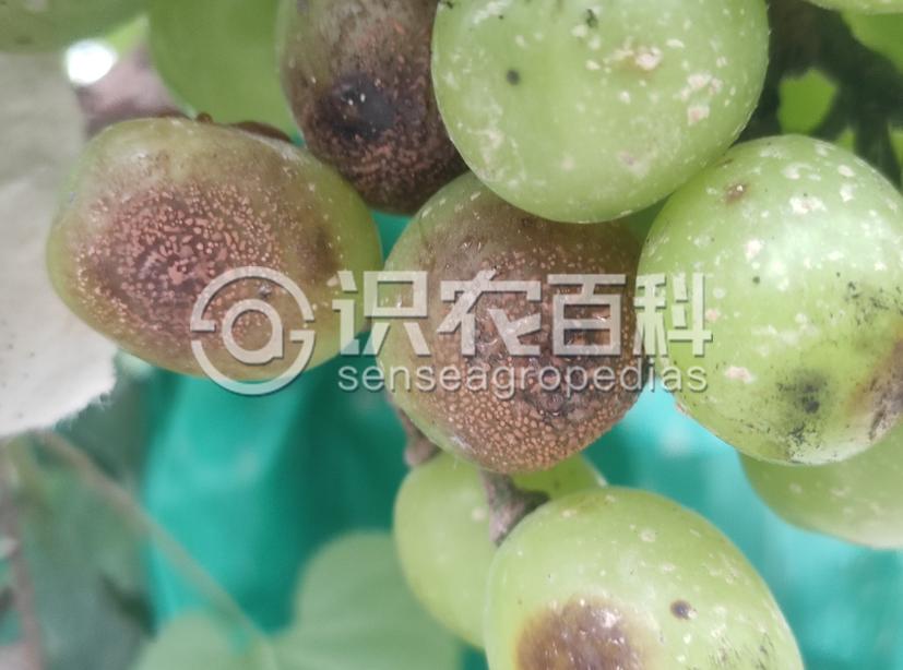 柑橘黄叶症状示例3