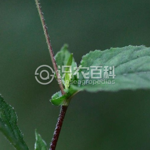 柑橘黄叶症状示例3