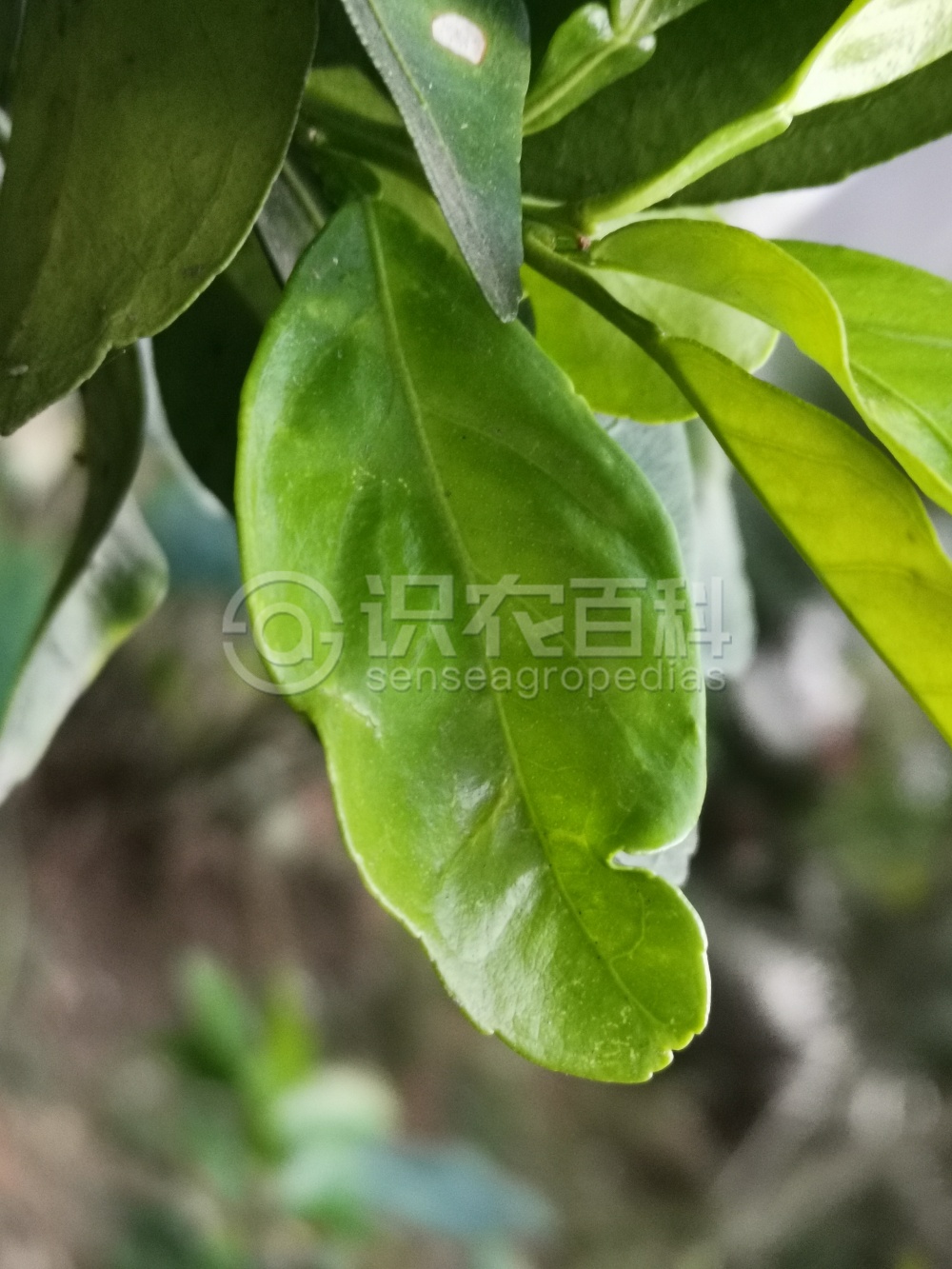 柑橘黄叶症状示例4