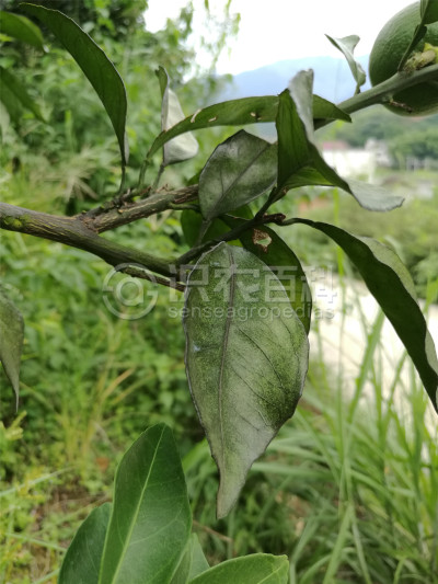 柑橘缺磷