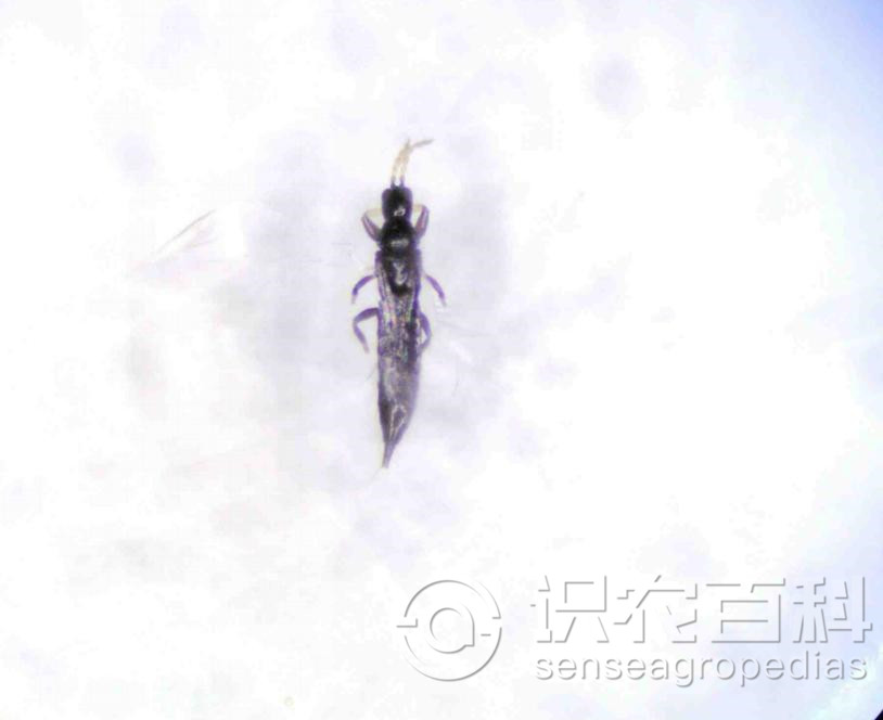 柑橘黄叶症状示例1
