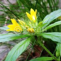 柑橘黄叶症状示例0