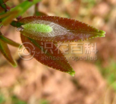 柑橘黄叶症状示例3