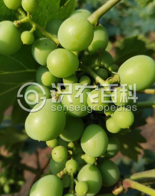柑橘黄叶症状示例2