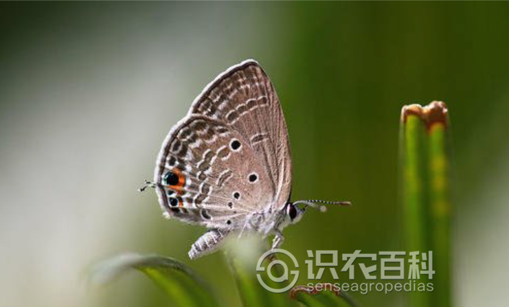 柑橘黄叶症状示例4