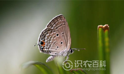 灰蝶科