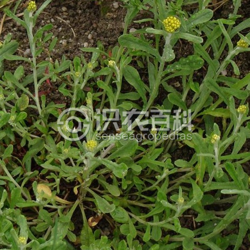 柑橘黄叶症状示例1
