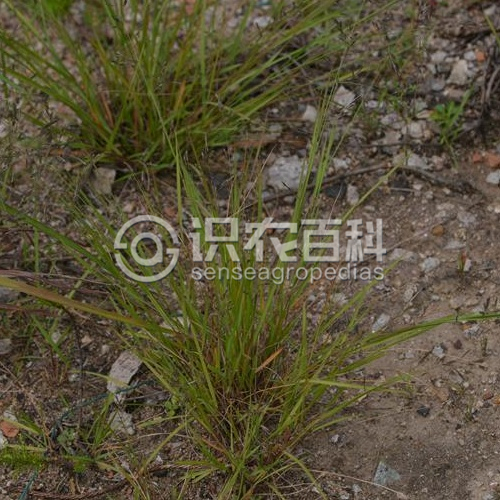 柑橘黄叶症状示例1