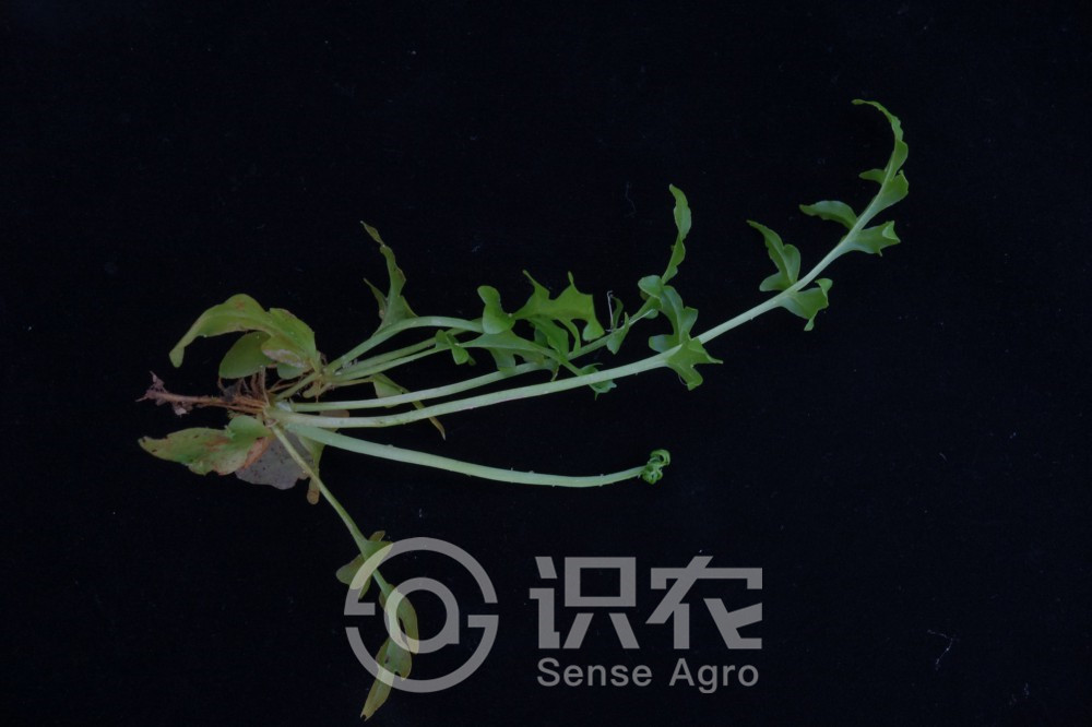 柑橘黄叶症状示例4