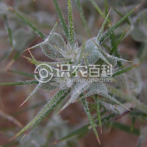 柑橘黄叶症状示例3
