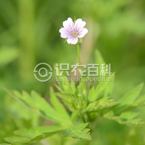 柑橘黄叶症状示例2