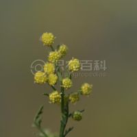 柑橘黄叶症状示例0