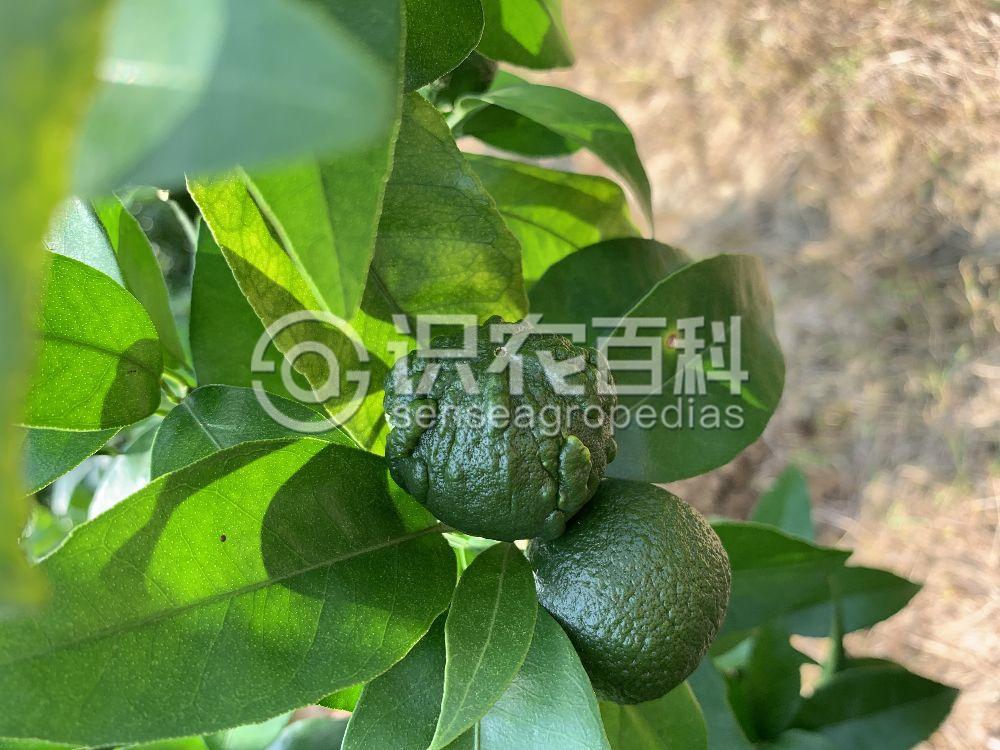 柑橘黄叶症状示例2