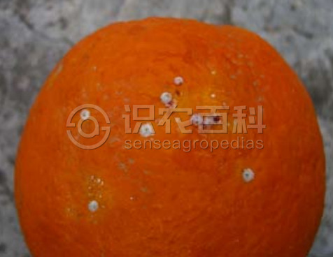 柑橘黄叶症状示例2