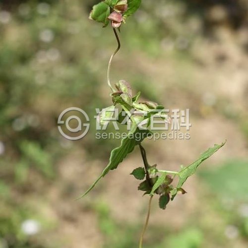 柑橘黄叶症状示例3