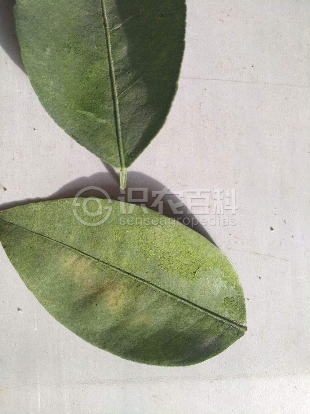 柑橘黄叶症状示例4