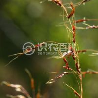 柑橘黄叶症状示例0