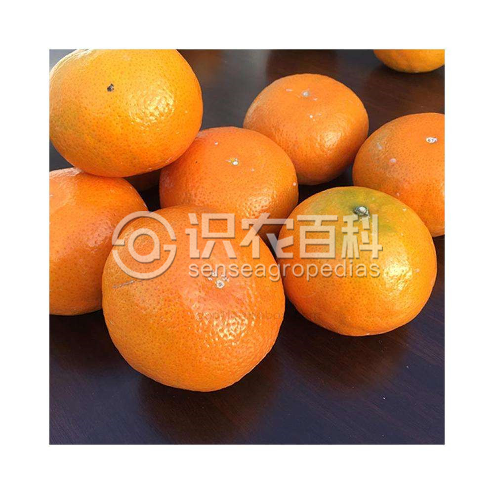柑橘黄叶症状示例3