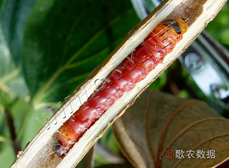 柑橘黄叶症状示例0