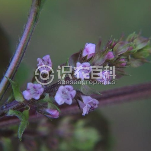 柑橘黄叶症状示例3