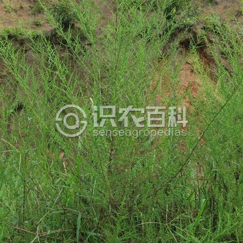 柑橘黄叶症状示例2