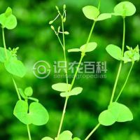 柑橘黄叶症状示例0