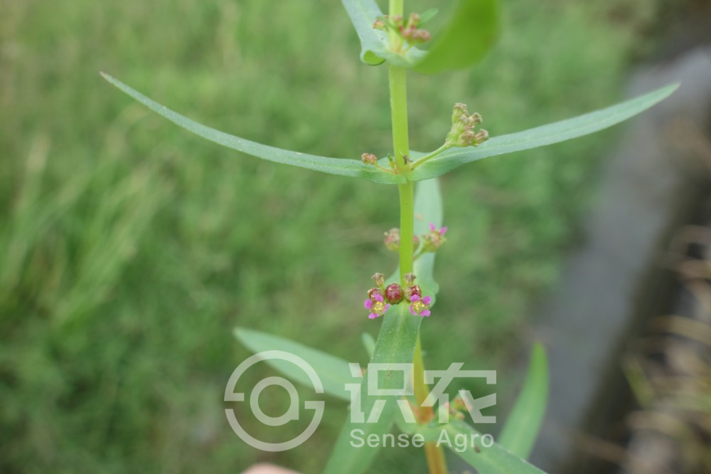 柑橘黄叶症状示例3