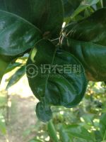 柑橘黄叶症状示例0