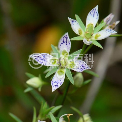 美丽獐牙菜