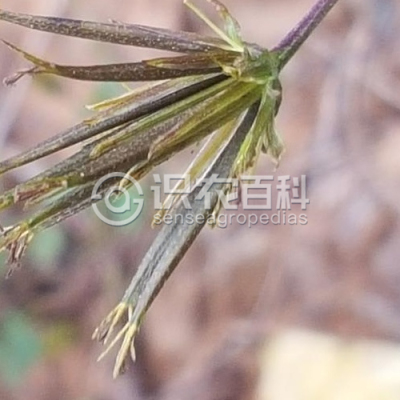 鹿角草