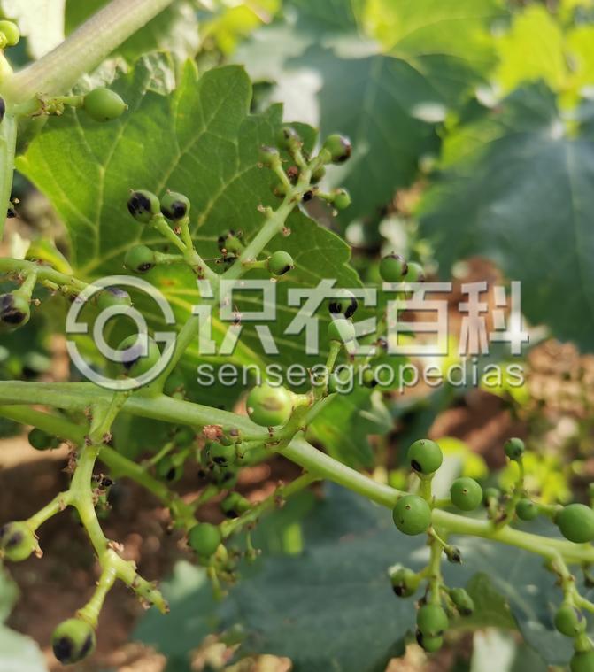 柑橘黄叶症状示例3