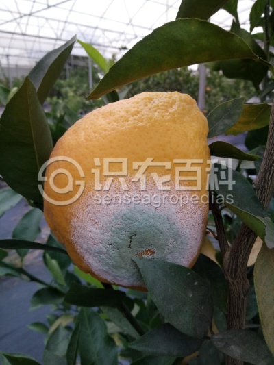 柑橘青、绿霉病