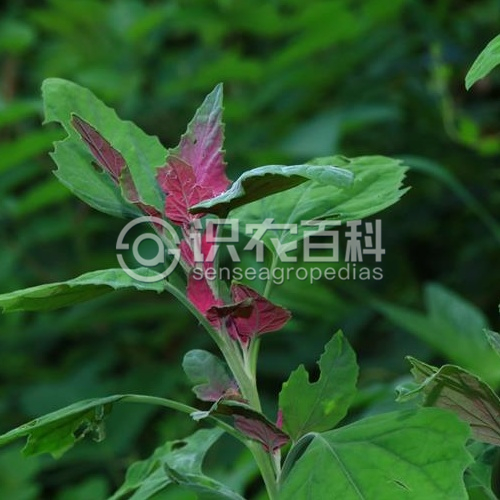 柑橘黄叶症状示例2