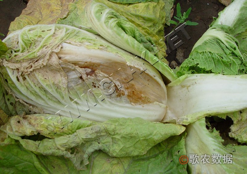 柑橘黄叶症状示例5