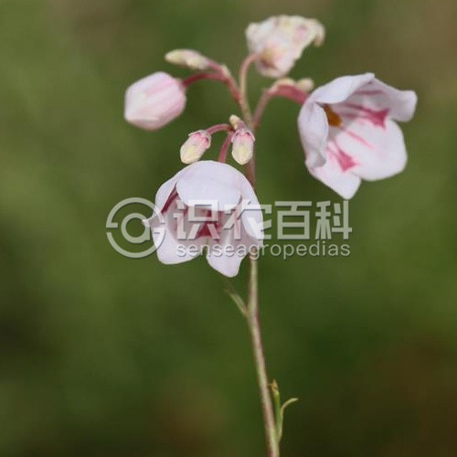 柑橘黄叶症状示例2