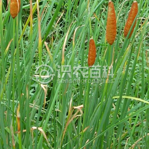 柑橘黄叶症状示例3