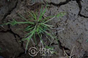 柑橘黄叶症状示例0