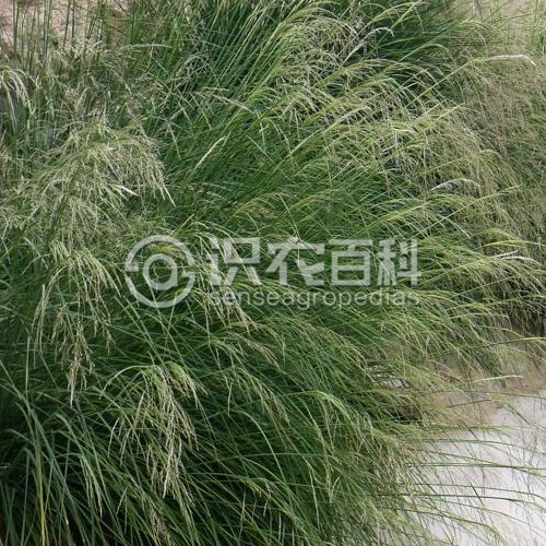 柑橘黄叶症状示例2