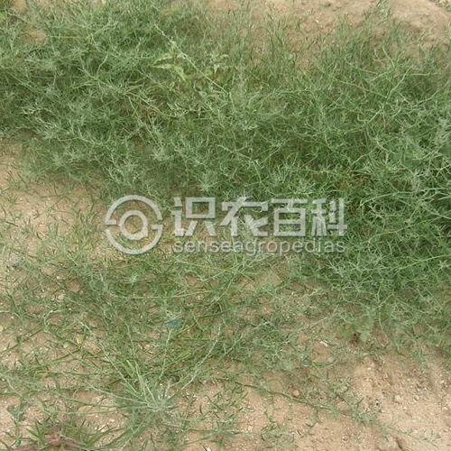 柑橘黄叶症状示例2