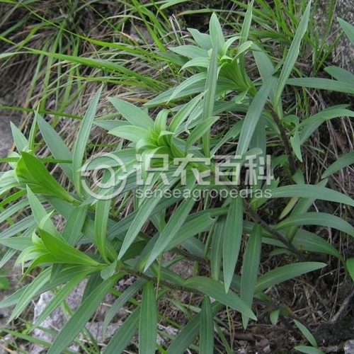 柑橘黄叶症状示例2