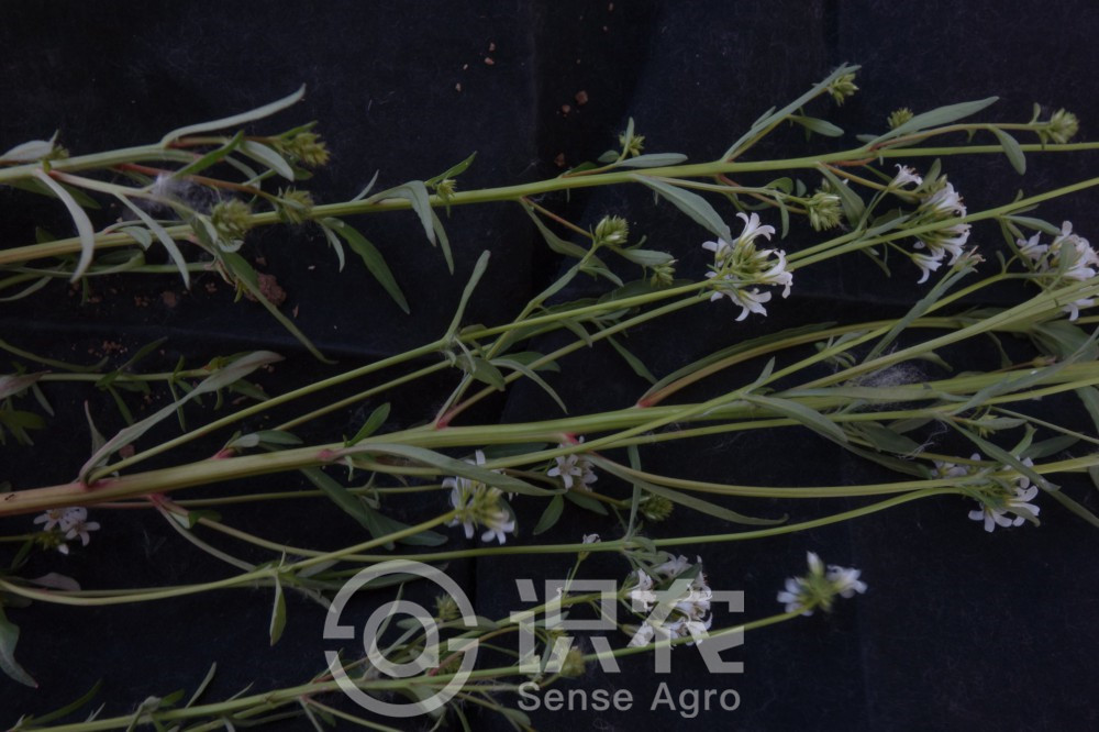 柑橘黄叶症状示例3