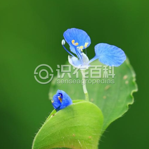 柑橘黄叶症状示例3